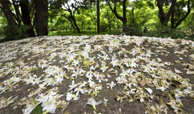 4月桐花雪紛飛！全台10大浪漫賞桐秘境大公開