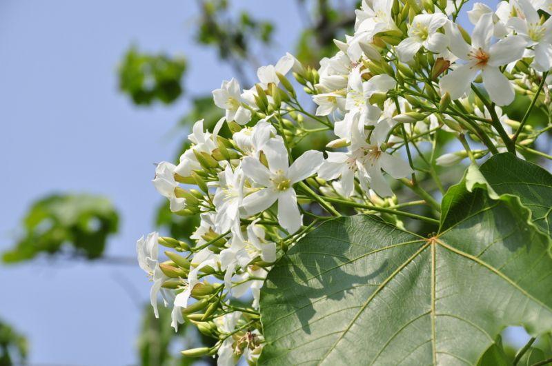 4月桐花雪紛飛！全台10大浪漫賞桐秘境大公開