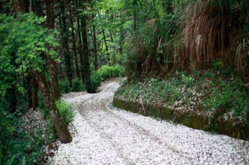 4月桐花雪紛飛！全台10大浪漫賞桐秘境大公開