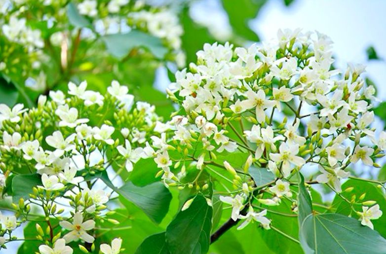 4月桐花雪紛飛！全台10大浪漫賞桐秘境大公開