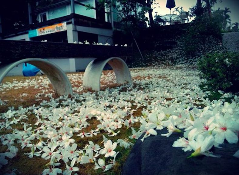 4月桐花雪紛飛！全台10大浪漫賞桐秘境大公開