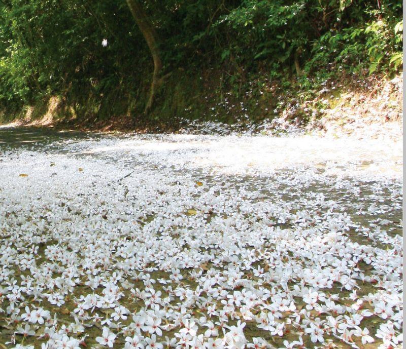 4月桐花雪紛飛！全台10大浪漫賞桐秘境大公開