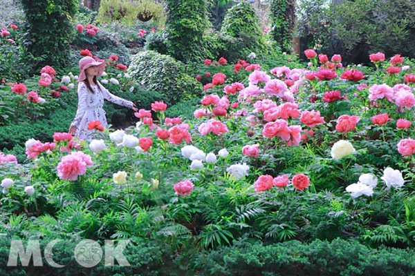 牡丹花季開滿苑 免費格格裝穿越御花園