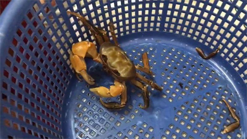 除了飛魚祭還有螃蟹祭！蘭嶼女子慰勞丈夫捕魚辛勞