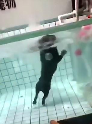 法斗溺水，主人在一旁看狗撲騰，拍視頻「你看它不會游誒」