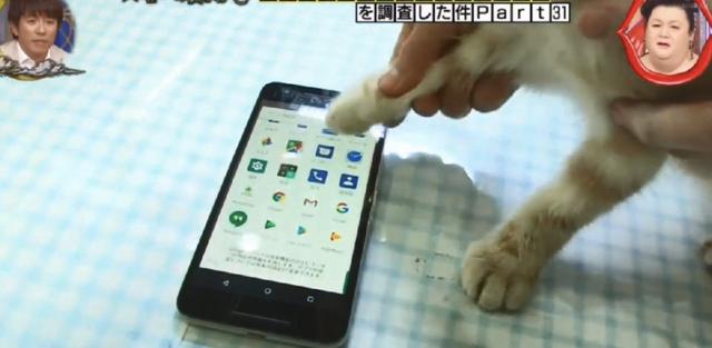 貓狗等動物能玩手機？專家說要有肉墊，然而結果連蛇都可以