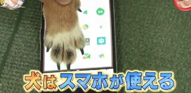 貓狗等動物能玩手機？專家說要有肉墊，然而結果連蛇都可以
