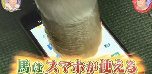 貓狗等動物能玩手機？專家說要有肉墊，然而結果連蛇都可以