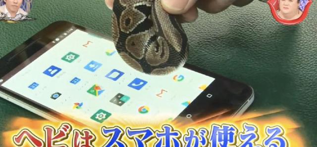 貓狗等動物能玩手機？專家說要有肉墊，然而結果連蛇都可以