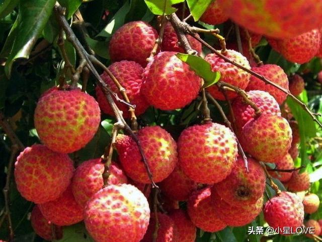 地球上最貴的4種貴族水果，一顆就能買棟房，見都沒見過