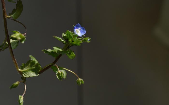4月下旬好運逆襲，5大生肖財上正軌，金銀滿地，富貴圓滿有餘錢！