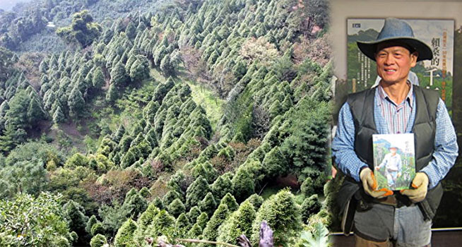 「我比王永慶偉大」，台灣樹王投20億種樹，立志同子孫救地球！ 