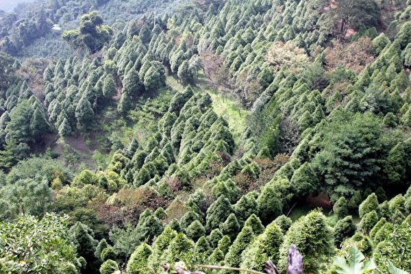 「我比王永慶偉大」，台灣樹王投20億種樹，立志同子孫救地球！ 