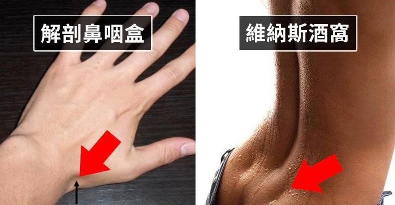 你可能一輩子都不會知道但超重要的12個神奇人體部位功能~~~~