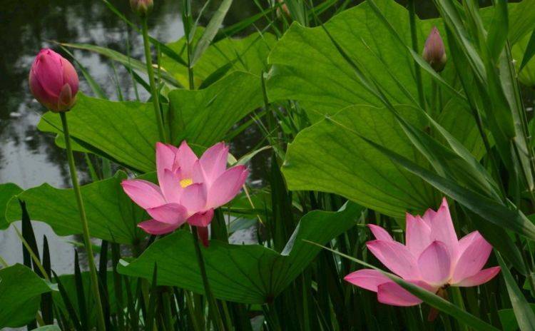 4月18號起逢8必發，吉星庇佑，橫財頻發，富貴翻番漲的6大生肖！