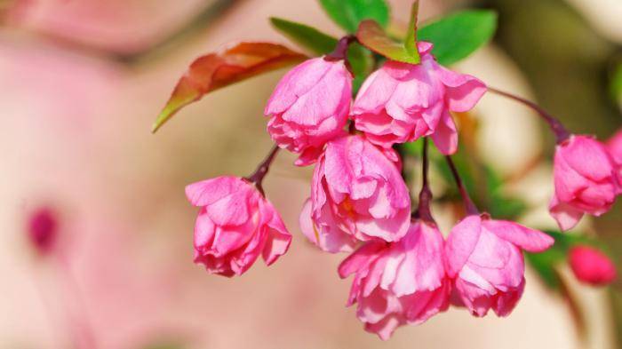 4月18、19號起好運到，來福來喜又來財，終成有錢人的6大生肖！