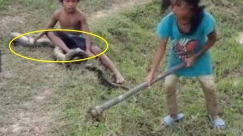 姐姐用8歲弟弟身體做誘餌捕蛇，瞭解過程後，卻讓所有人背後發涼