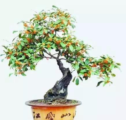 桂花盆栽花繁葉茂的竅門！