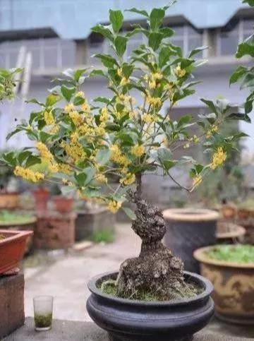桂花盆栽花繁葉茂的竅門！