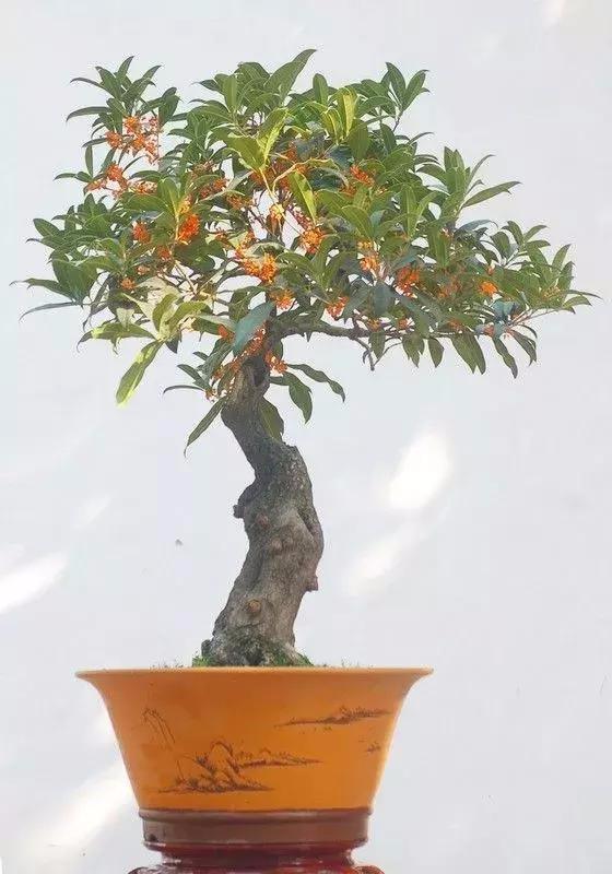 桂花盆栽花繁葉茂的竅門！