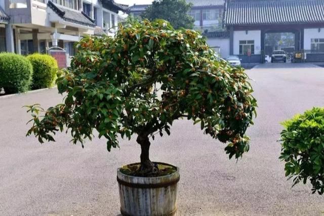 桂花盆栽花繁葉茂的竅門！