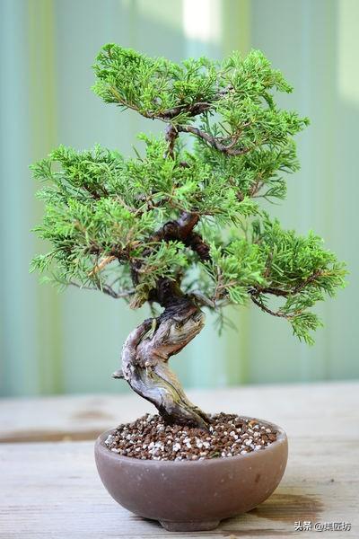 盆景動靜表達，小品真柏盆景改作實踐，學習盆景的「對立美」！