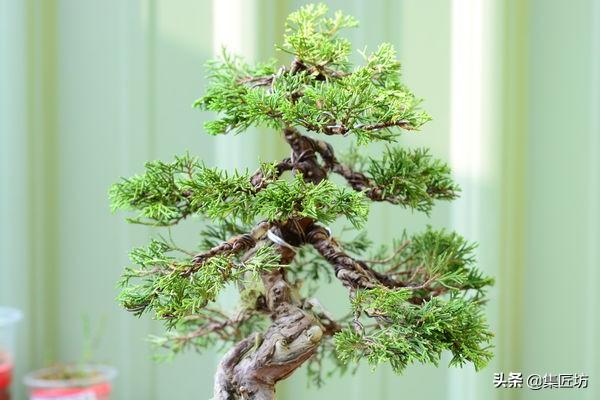 盆景動靜表達，小品真柏盆景改作實踐，學習盆景的「對立美」！