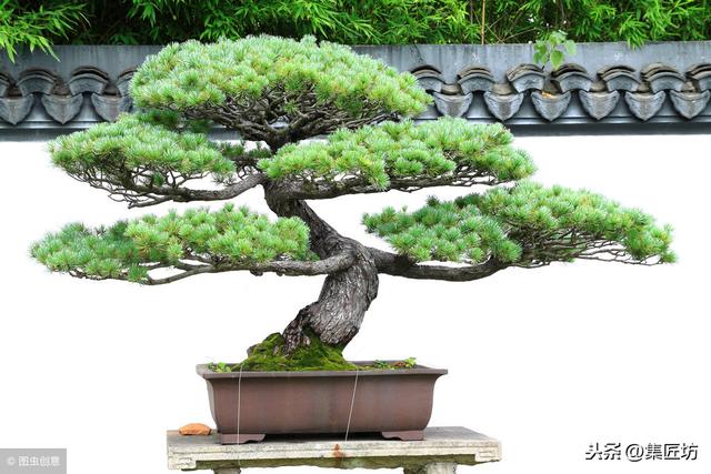 盆景動靜表達，小品真柏盆景改作實踐，學習盆景的「對立美」！