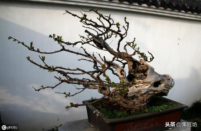 盆景動靜表達，小品真柏盆景改作實踐，學習盆景的「對立美」！