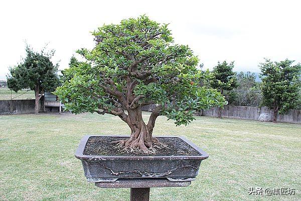 盆景動靜表達，小品真柏盆景改作實踐，學習盆景的「對立美」！