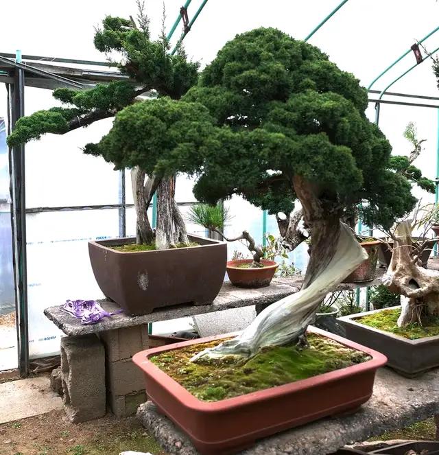 盆景初入門:怎樣通過嫁接，獲得一盆老樁真柏盆景