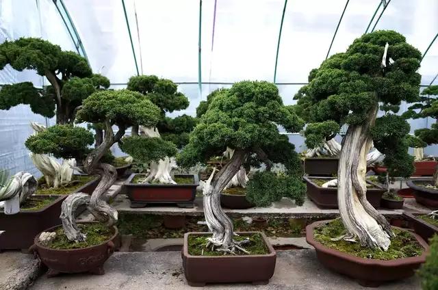 盆景初入門:怎樣通過嫁接，獲得一盆老樁真柏盆景