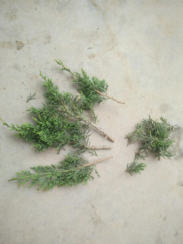盆景初入門:怎樣通過嫁接，獲得一盆老樁真柏盆景
