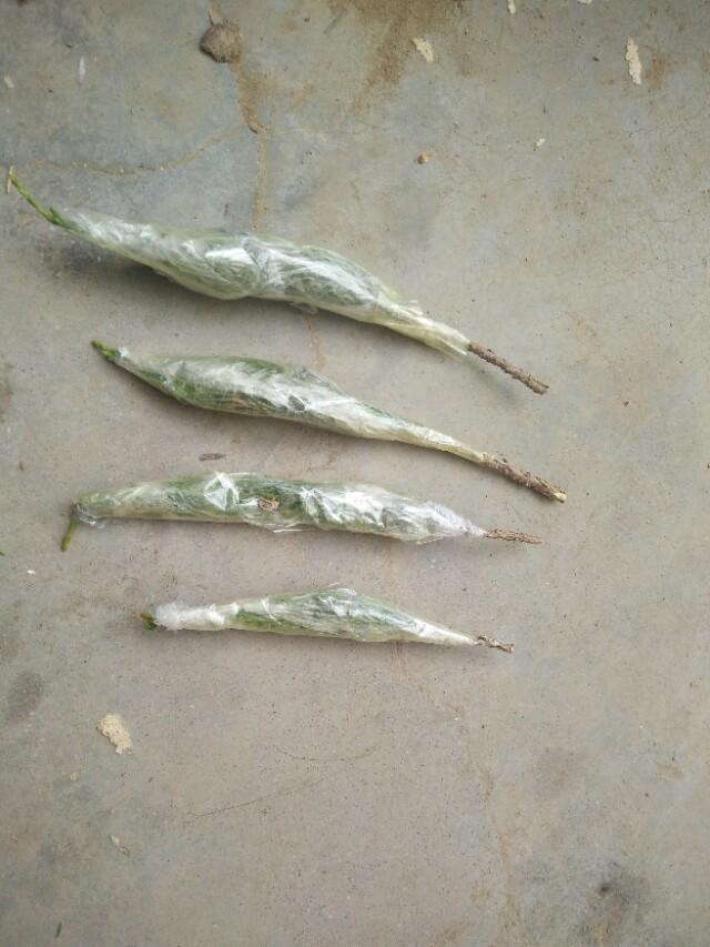 盆景初入門:怎樣通過嫁接，獲得一盆老樁真柏盆景