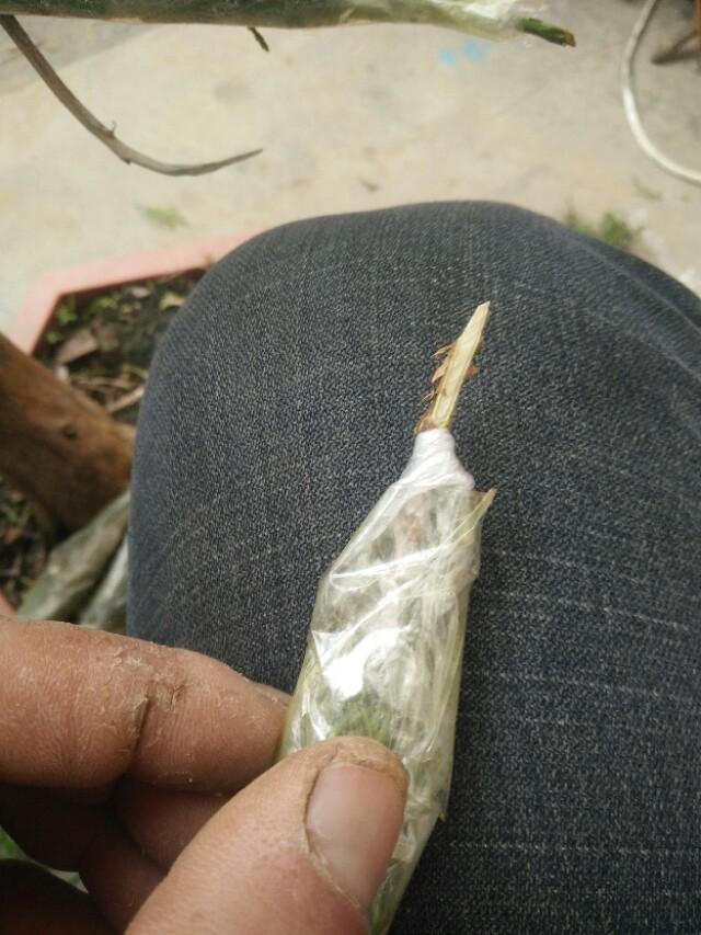 盆景初入門:怎樣通過嫁接，獲得一盆老樁真柏盆景