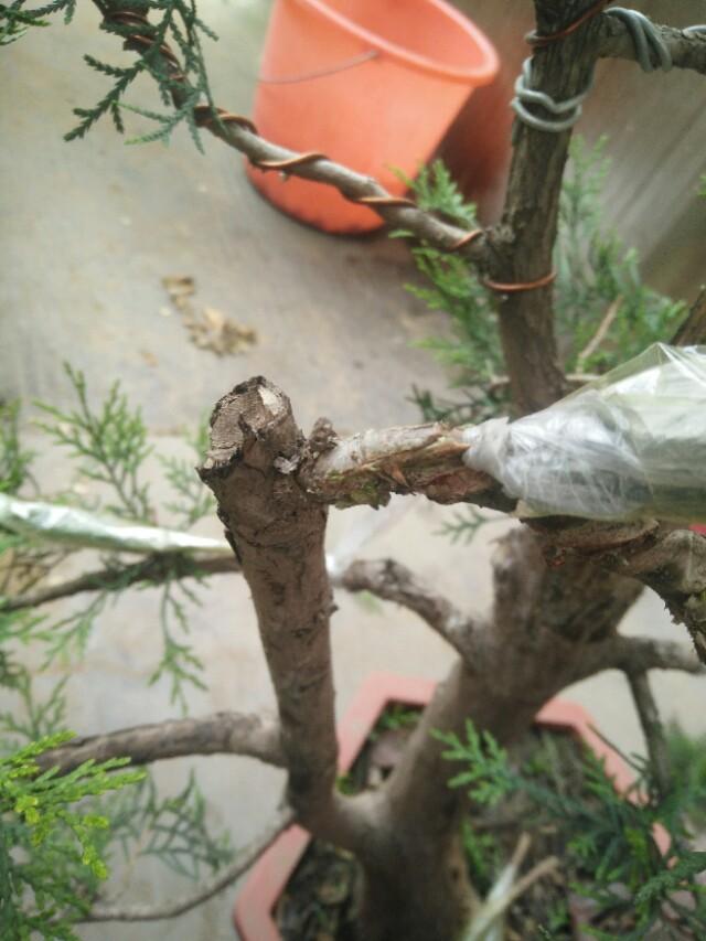 盆景初入門:怎樣通過嫁接，獲得一盆老樁真柏盆景