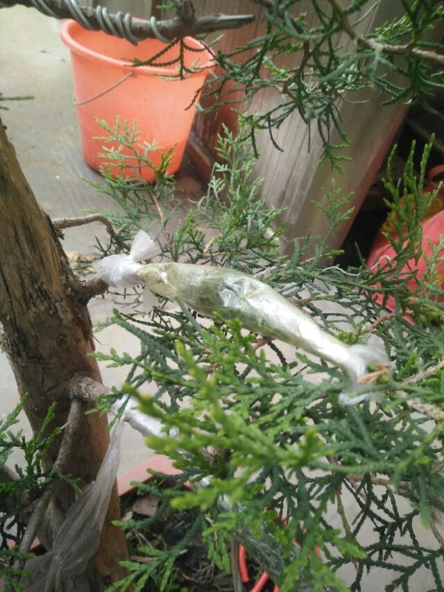 盆景初入門:怎樣通過嫁接，獲得一盆老樁真柏盆景