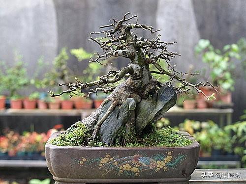 盆景出「奇」的技巧，盆景基礎進階創作，系魚川真柏附石盆景！