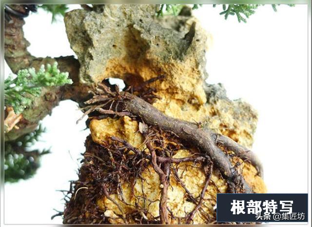 盆景出「奇」的技巧，盆景基礎進階創作，系魚川真柏附石盆景！