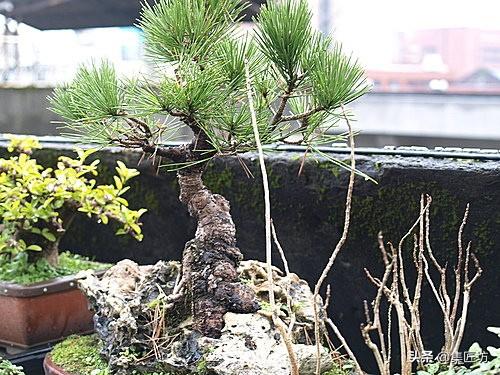 盆景出「奇」的技巧，盆景基礎進階創作，系魚川真柏附石盆景！