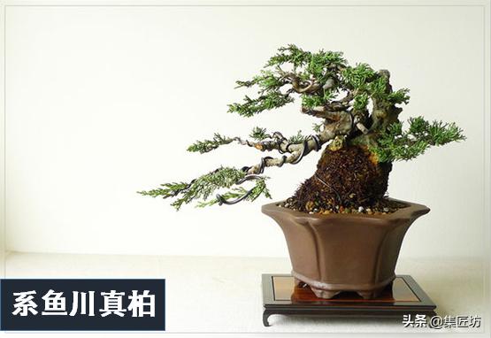 盆景出「奇」的技巧，盆景基礎進階創作，系魚川真柏附石盆景！