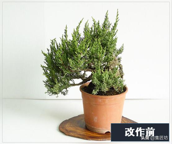 盆景出「奇」的技巧，盆景基礎進階創作，系魚川真柏附石盆景！