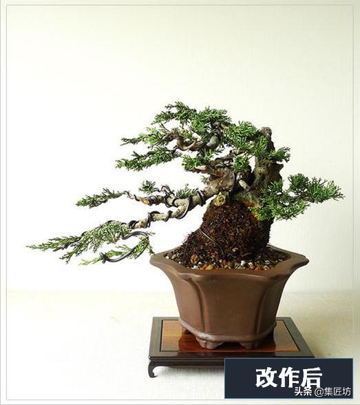 盆景出「奇」的技巧，盆景基礎進階創作，系魚川真柏附石盆景！