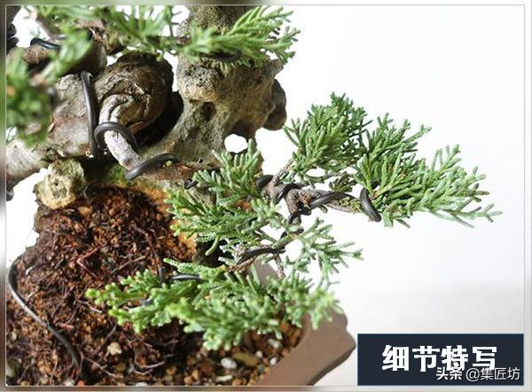 盆景出「奇」的技巧，盆景基礎進階創作，系魚川真柏附石盆景！