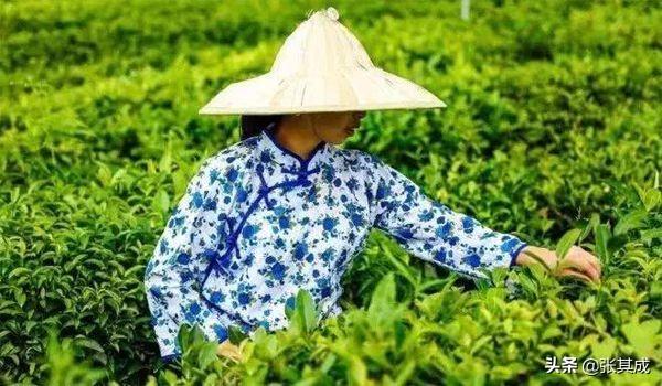 穀雨| 順應天時，健脾祛濕，疏肝清火