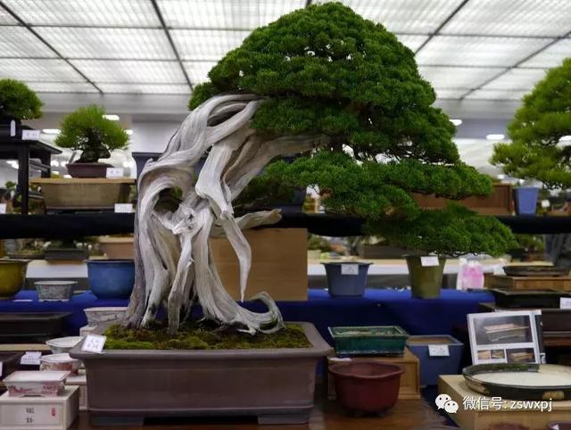 盆景基礎知識：促根技巧，掐芽摘葉有風險，樹勢平衡最重要