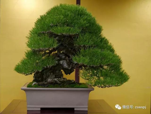 盆景基礎知識：促根技巧，掐芽摘葉有風險，樹勢平衡最重要