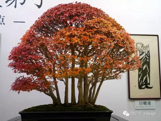 盆景基礎知識：促根技巧，掐芽摘葉有風險，樹勢平衡最重要