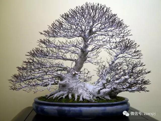 盆景基礎知識：促根技巧，掐芽摘葉有風險，樹勢平衡最重要