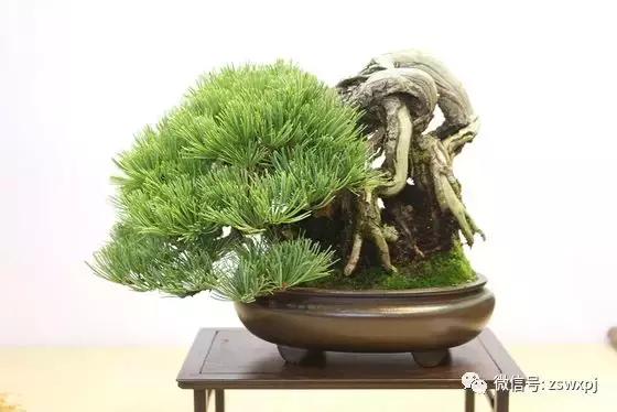盆景基礎知識：促根技巧，掐芽摘葉有風險，樹勢平衡最重要